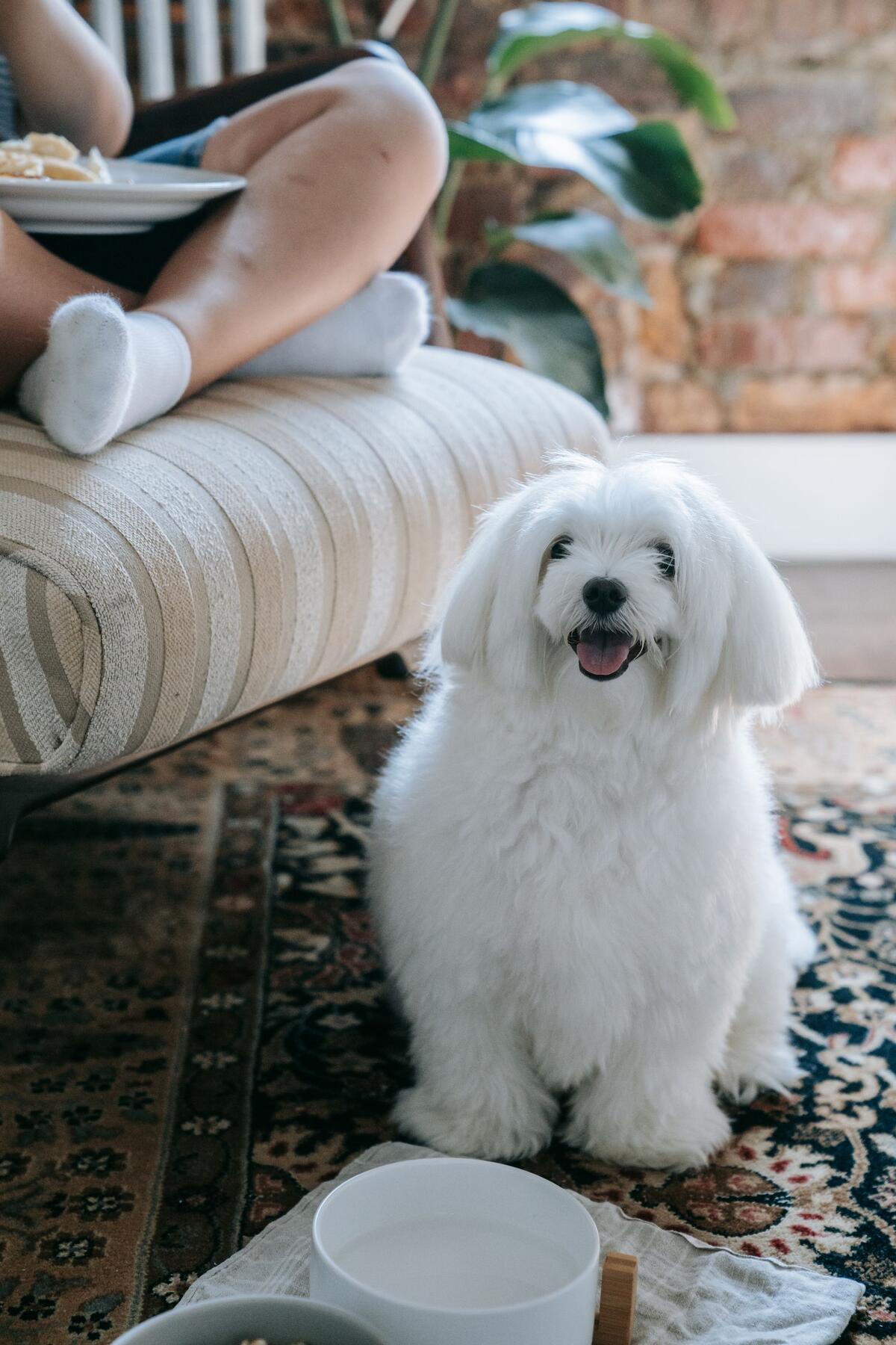 Small fluffy white dog sitting upright on a patterned living-room rug, facing the camera with tongue out.